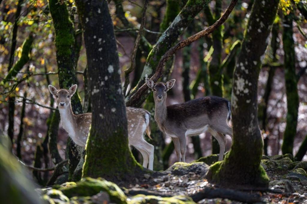 Bourazani Wild Life Resort Конитса Экстерьер фото