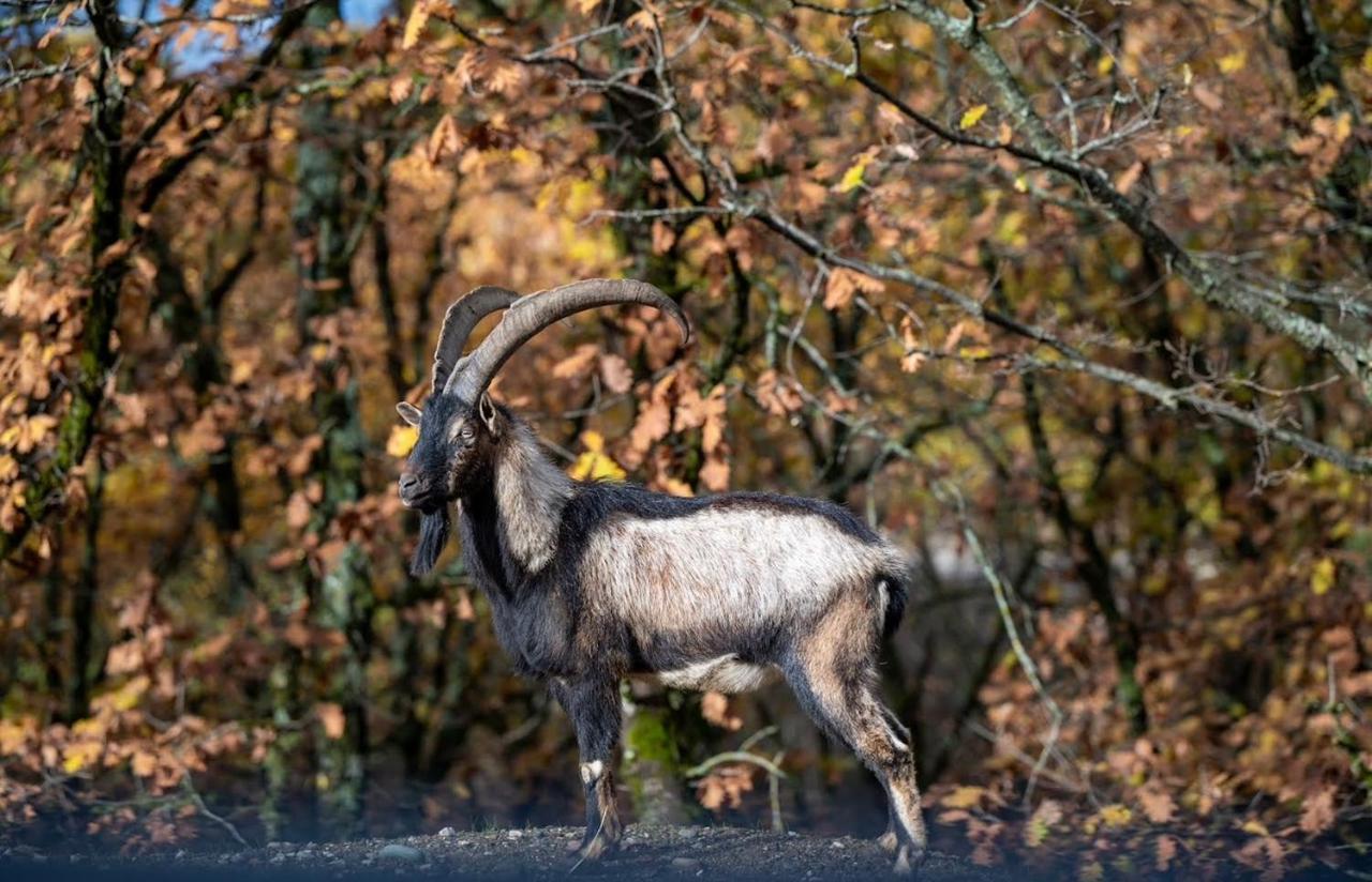 Bourazani Wild Life Resort Конитса Экстерьер фото