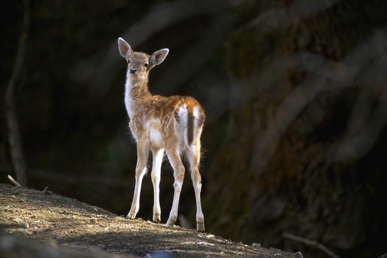 Bourazani Wild Life Resort Конитса Экстерьер фото